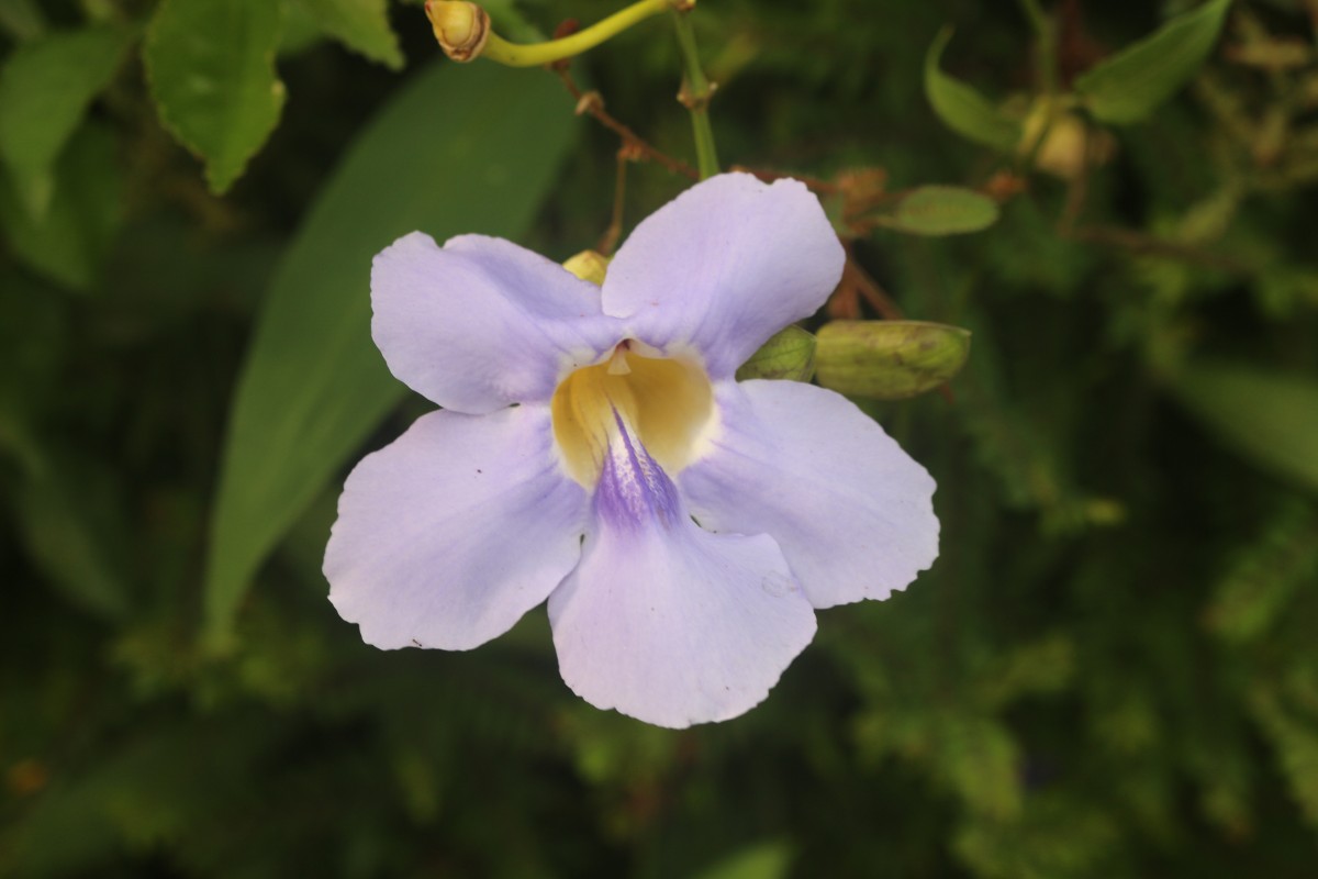 Thunbergia grandiflora (Roxb. ex Rottler) Roxb.